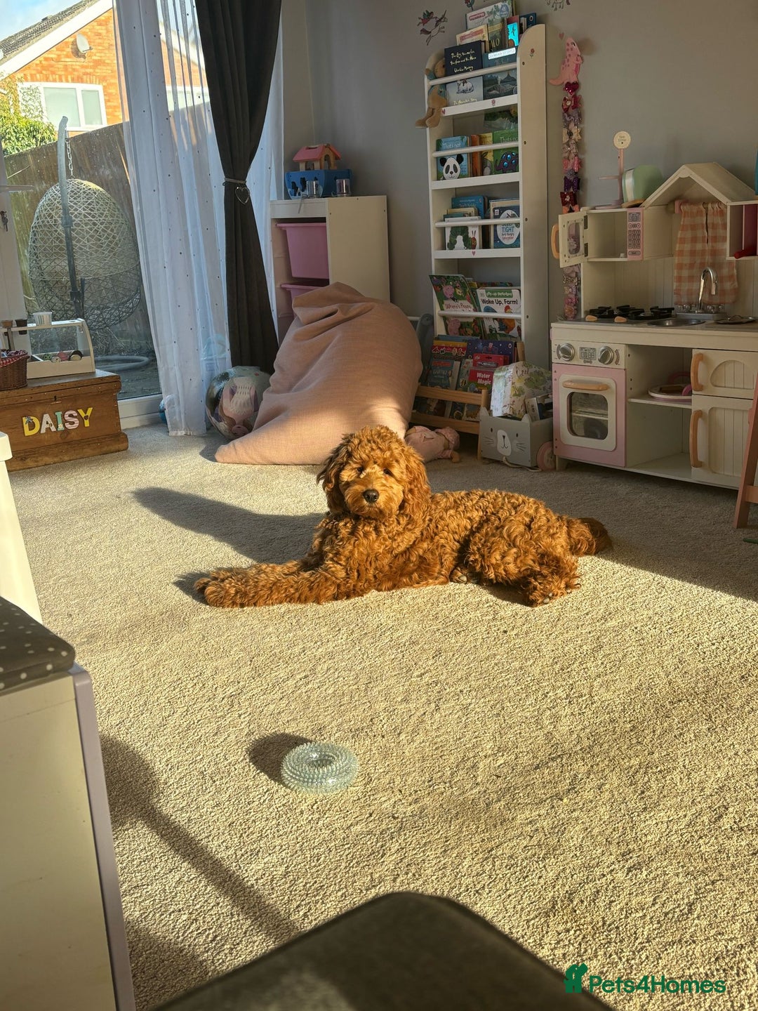 Goldendoodle dogs for sale: F1 RED GOLDENDOODLE 1 FEMALE LEFT - Image 7