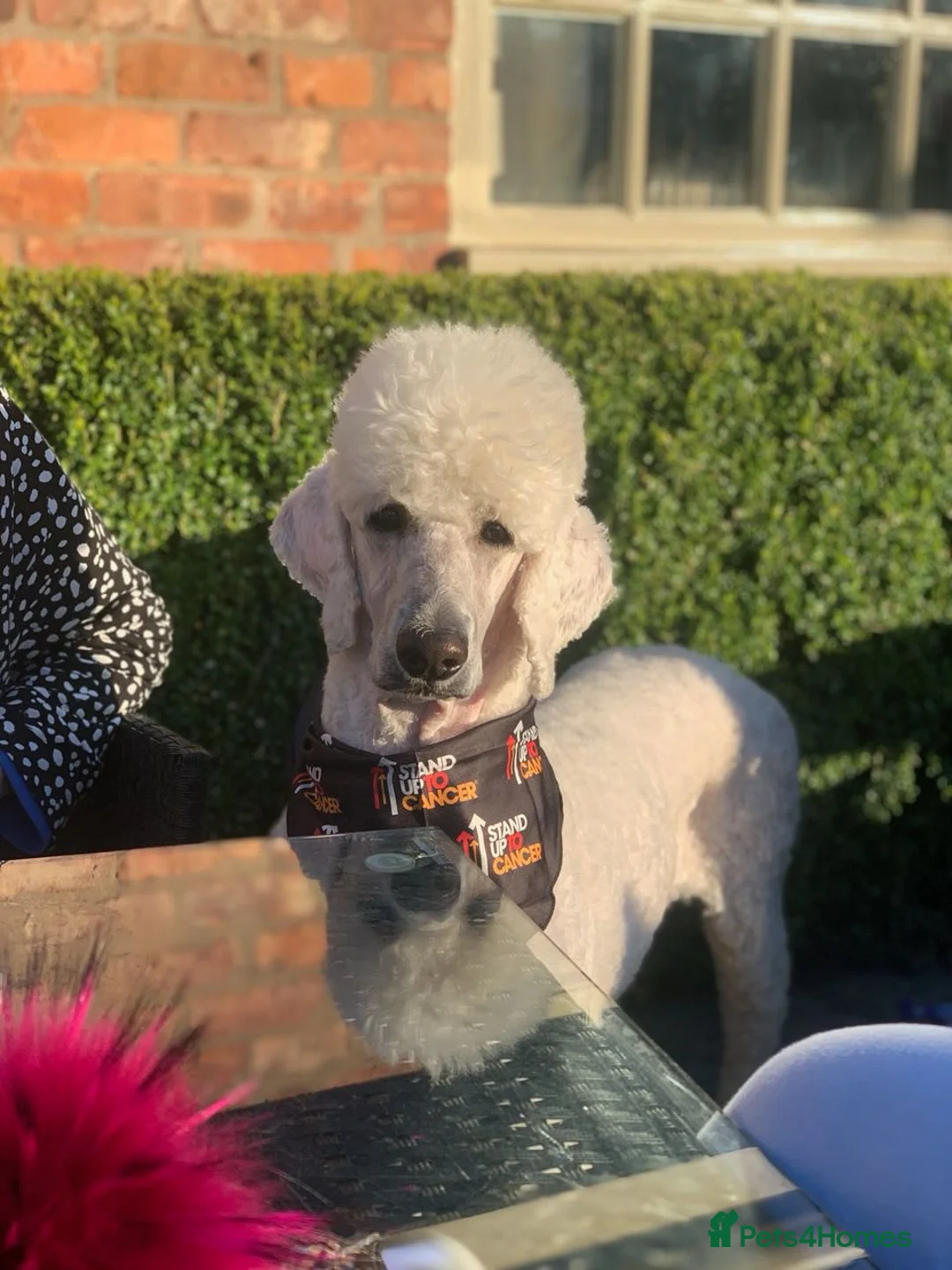 Standard Poodle dogs for sale: Sherlock the Standard Poodle - Case Closed! - Advert 1