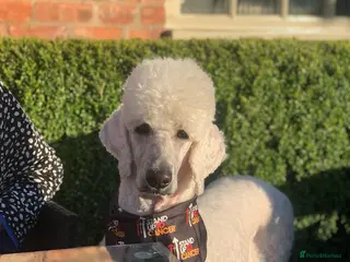 Standard Poodle dogs Sherlock the Standard Poodle - Case Closed! - Advert 11