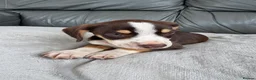 Mixed Breed dogs for sale: CHI SPANIEL PUPPIES READY 5th SEP - Advert 9