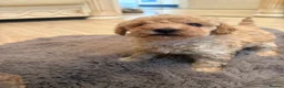 Toy Poodle dogs for sale: Toy poodle puppies  in Hatfield - Advert 8