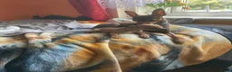 Miniature Pinscher dogs for sale: 🐾 Adorable Miniature Pinscher Puppies . - Advert 7