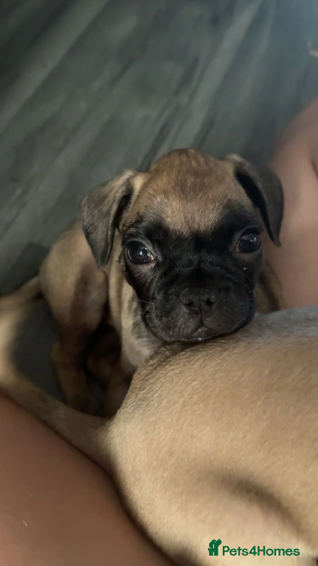Mixed Breed dogs for sale: French pugalier in Manchester - Advert 6
