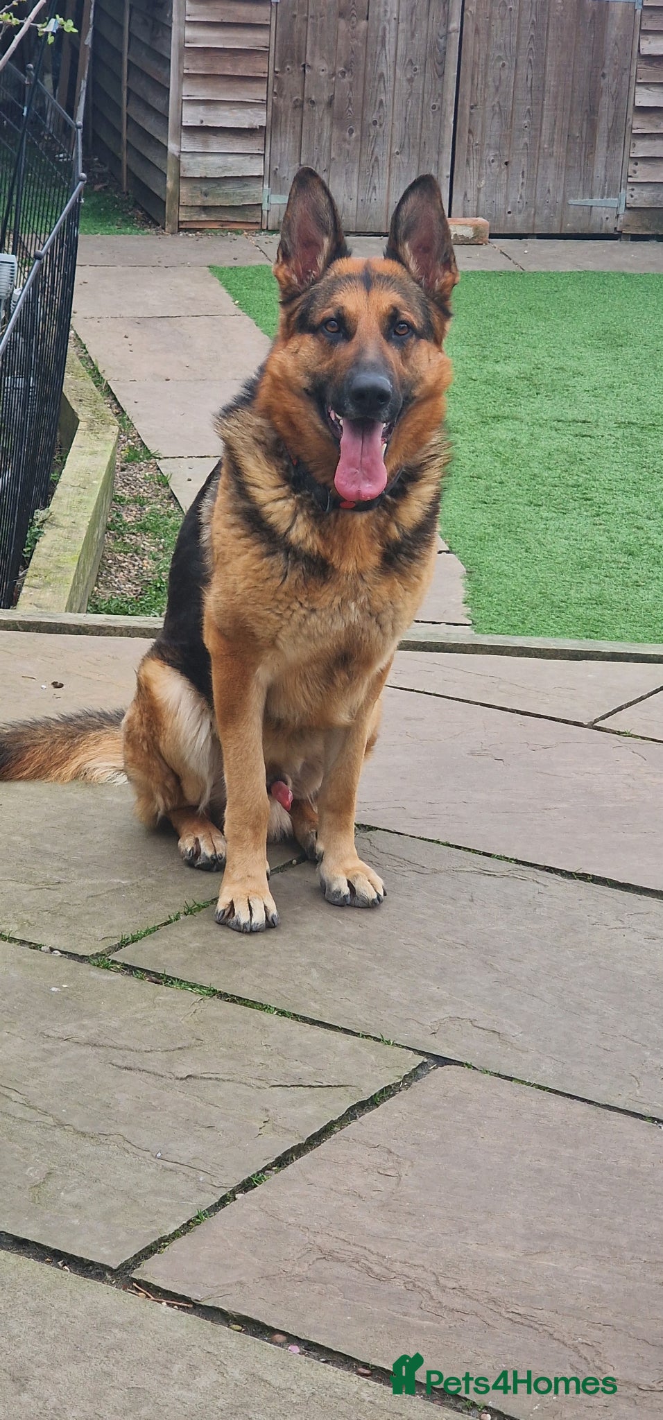 German Shepherd dogs 🐾 German Shepherd (Male - 2 years) 🐾 - Advert 1