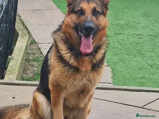 German Shepherd dogs 🐾 German Shepherd (Male - 2 years) 🐾 - Advert 1