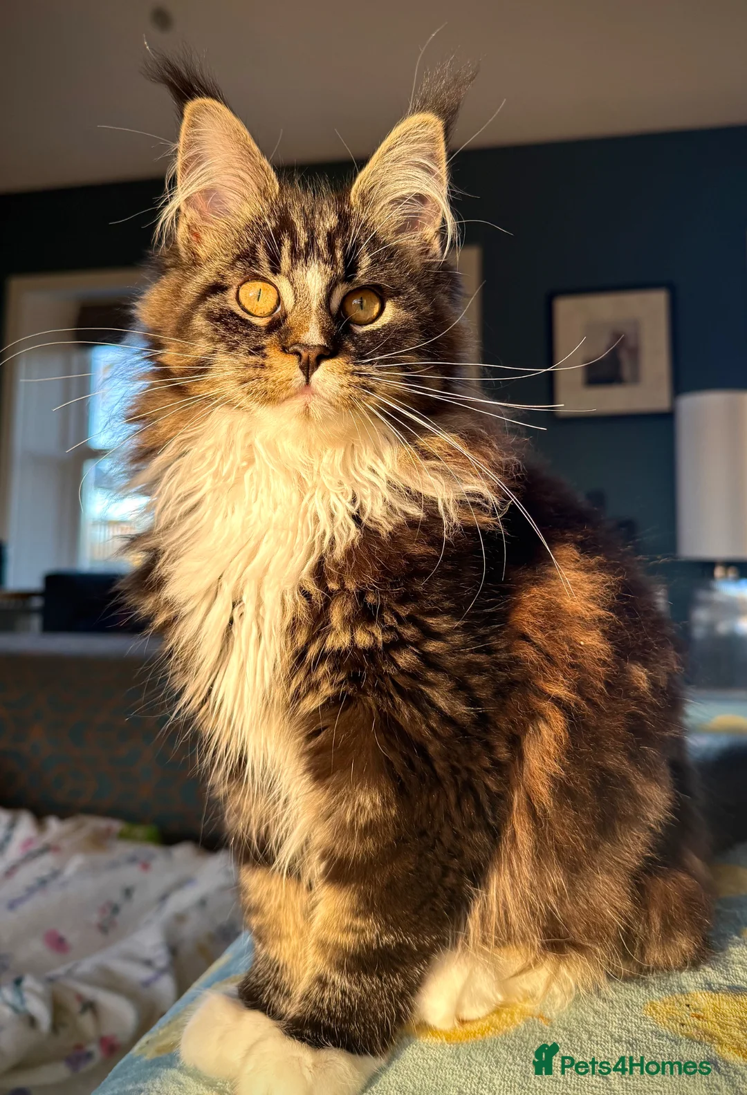 Maine Coon cats for sale: Exceptional Maine Coon Girls Ready Now - Advert 2
