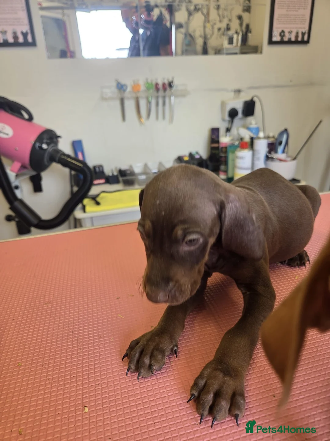 Mixed Breed dogs for sale: Hungarian vizsla x German shorthair pointer pups  - Advert 13