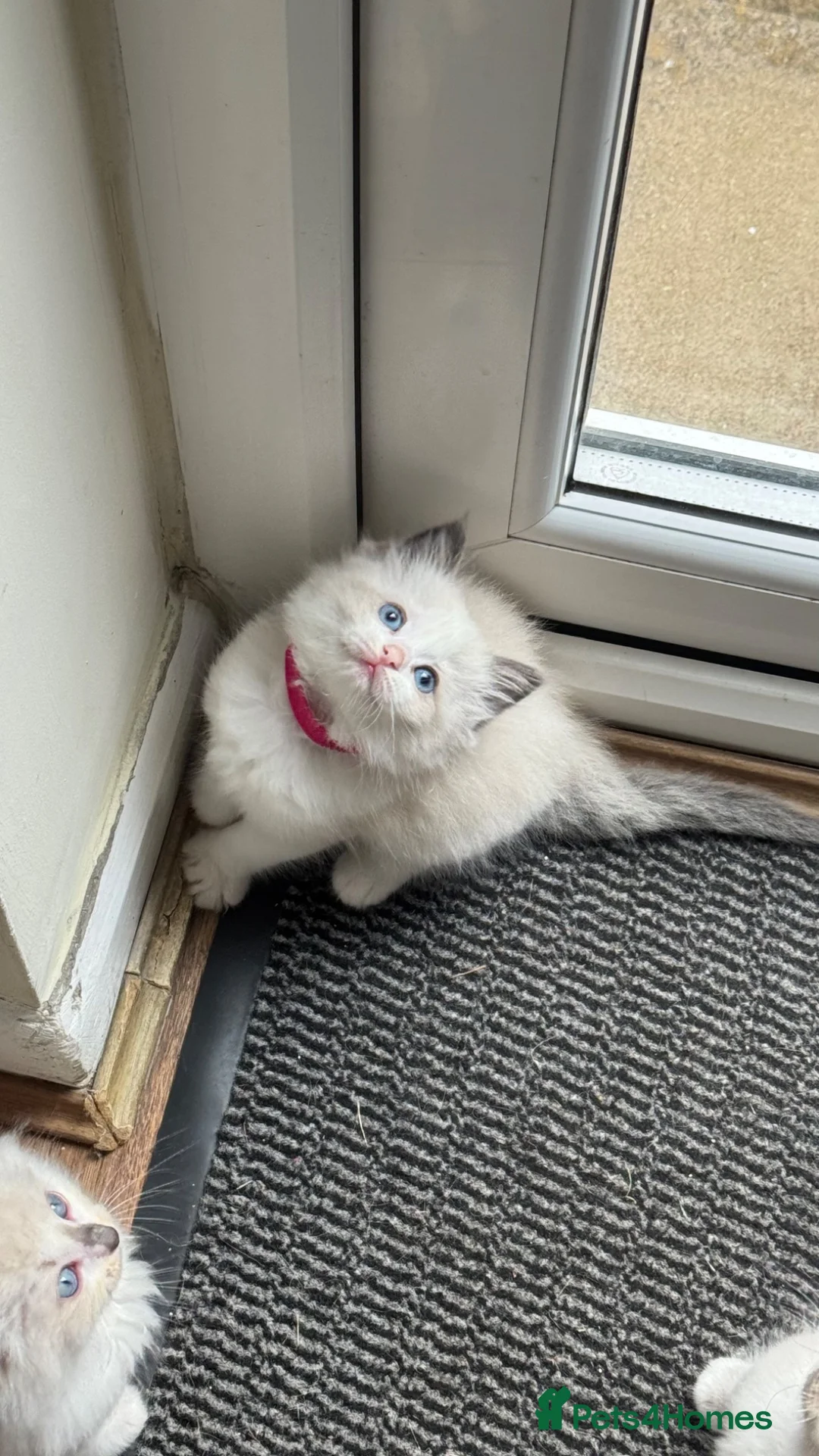 Ragdoll cats for sale: Adorable Purebred Ragdoll Kittens in Brough - Advert 1