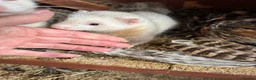 Mixed Breed livestock for sale: Ferrets ready to go now - Advert 8