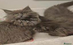 Maine Coon cats for sale: Beautiful Maine coon kittens - Image 4