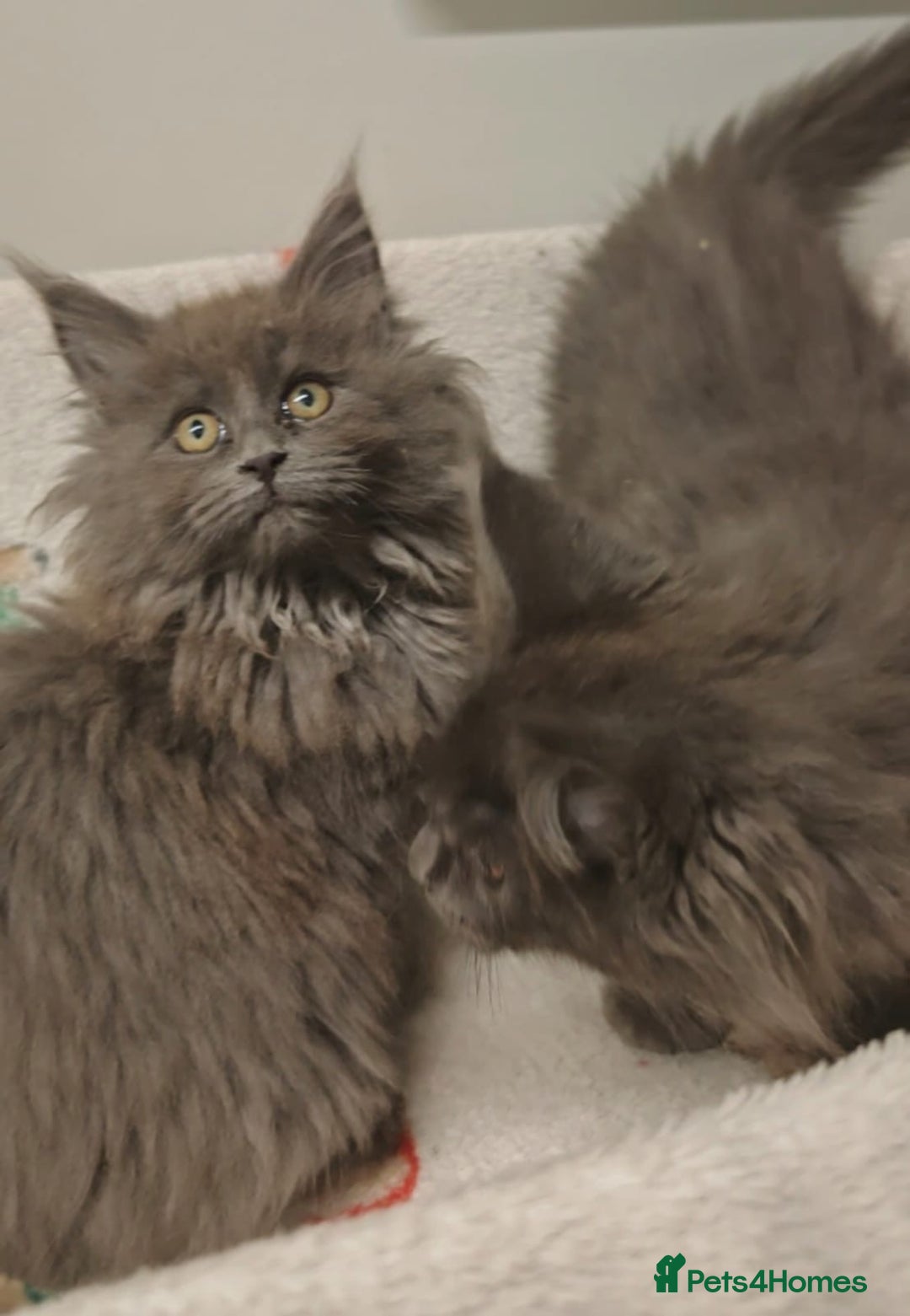 Maine Coon cats for sale: Beautiful Maine coon kittens - Image 4