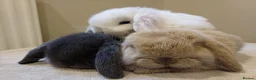 Mini Lop rabbits for sale: Adorable mini lop baby bunnies - Advert 10