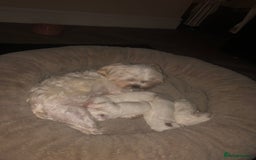 Maltese dogs for sale: Adorable KC Korean Maltese X Malshi puppies 🐾 - Image 8