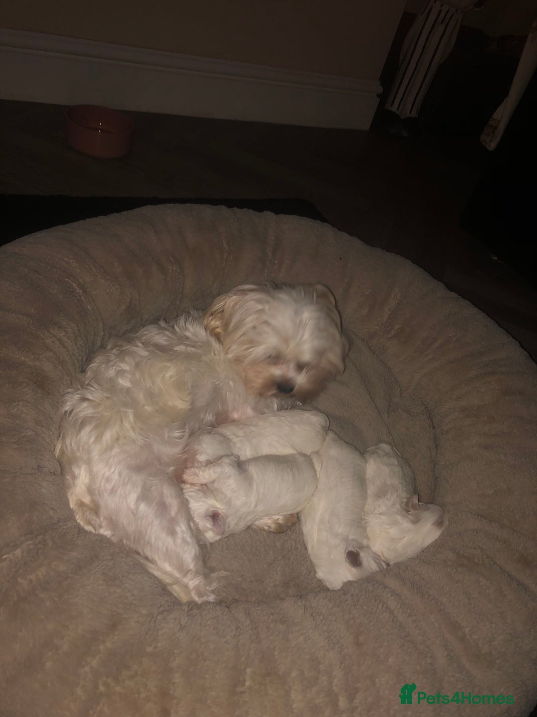 Maltese dogs for sale: Adorable KC Korean Maltese X Malshi puppies 🐾 - Image 8