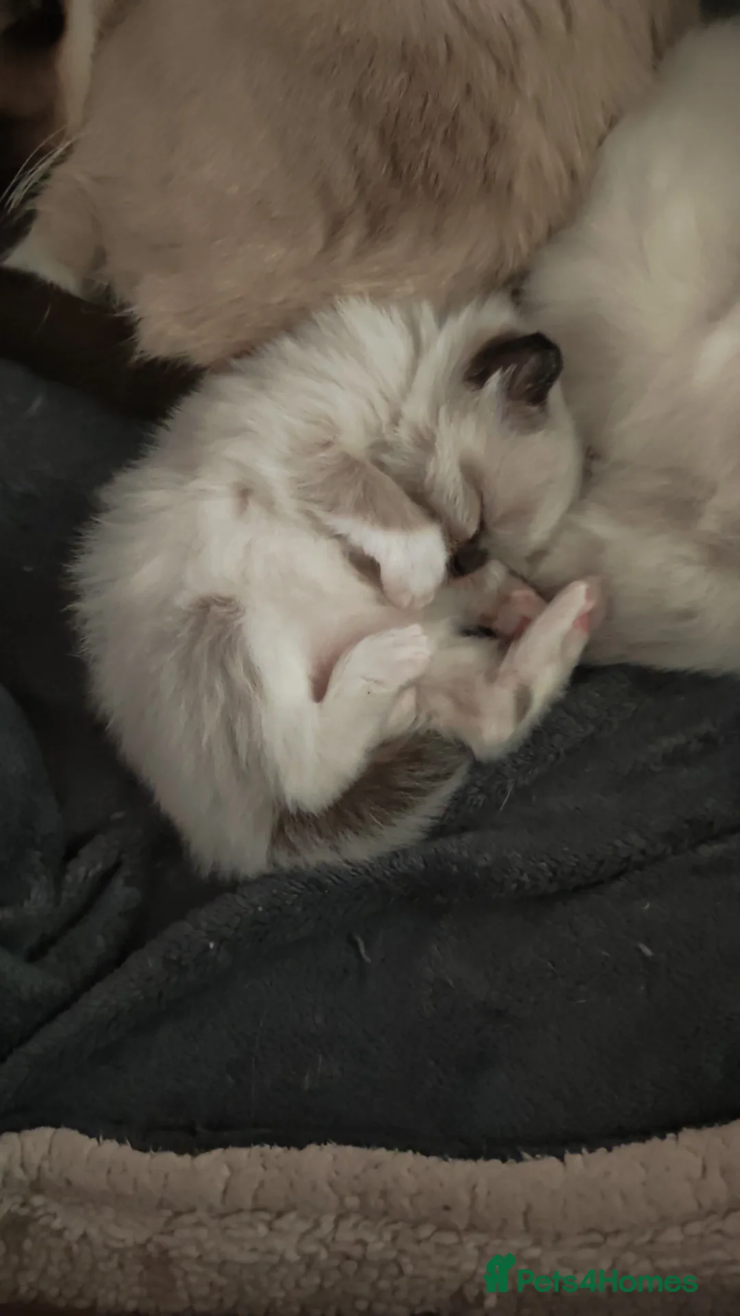 Mixed Breed cats for sale: Ragdoll x persian in Lancaster - Advert 10