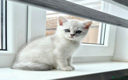 British Shorthair cats for sale: British shorthair  - Image 4