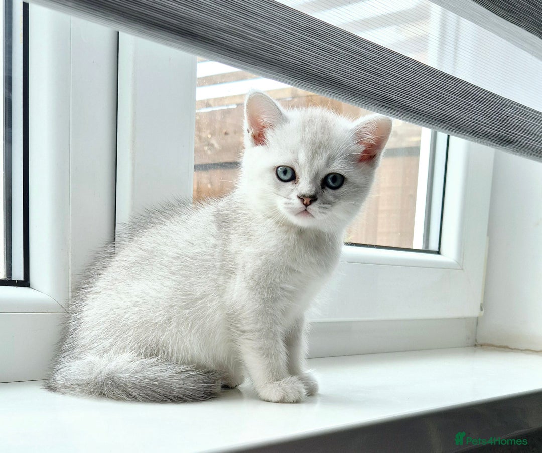 British Shorthair cats for sale: British shorthair  - Image 4