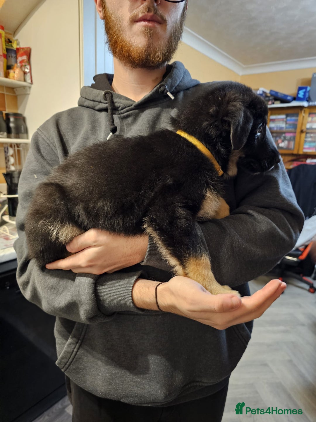 Mixed Breed dogs for sale: German Shepherd x lab pups for sale - Advert 14