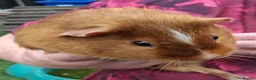 Guinea Pig rodents for sale: 2 male guinea pigs in Wisbech - Advert 4