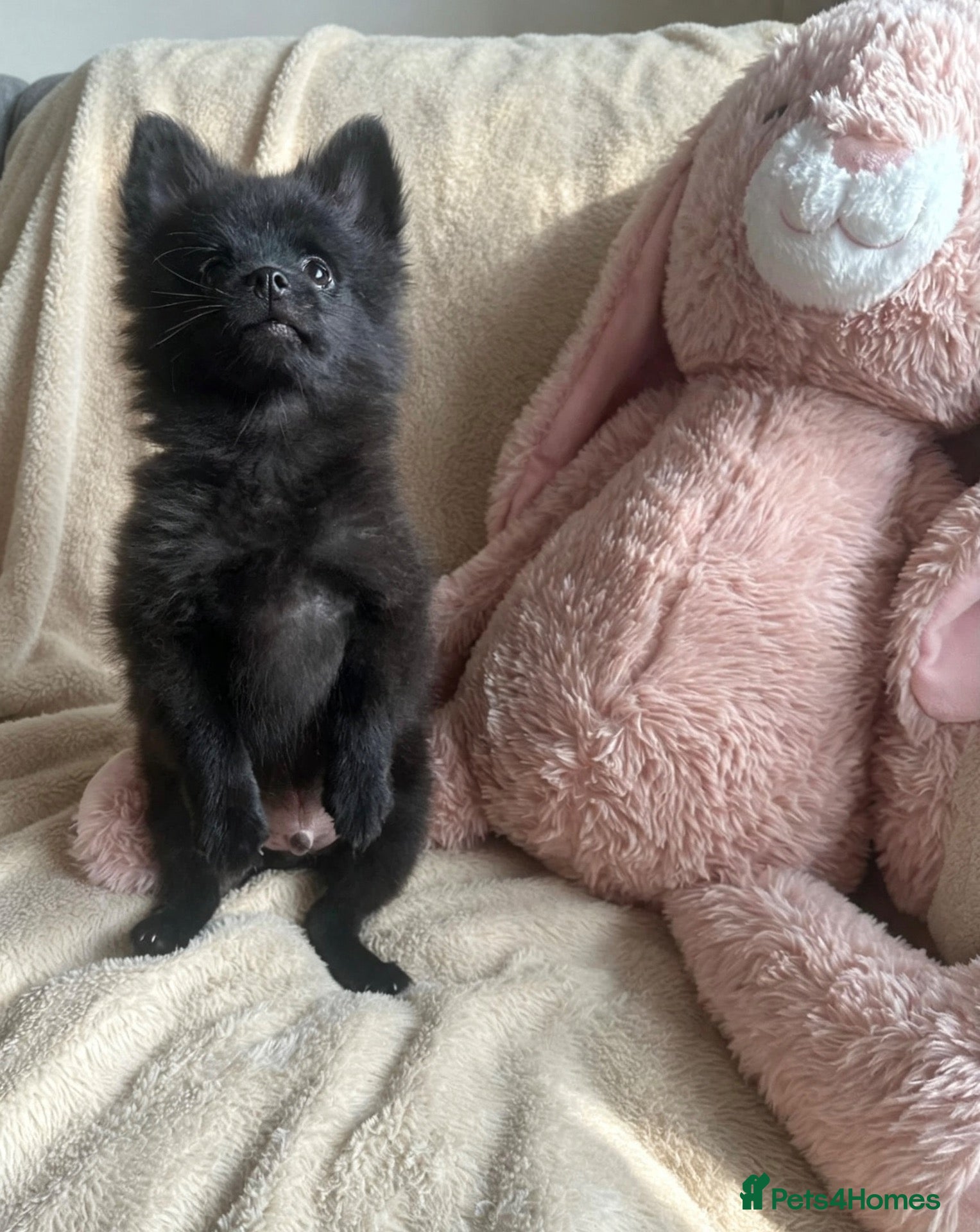 Pomchi dogs 💕last handsome baby boy💕 - Advert 2
