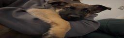 Mixed Breed dogs for sale:  4 Belgian Malinois & German Shepherd Puppies - Advert 9
