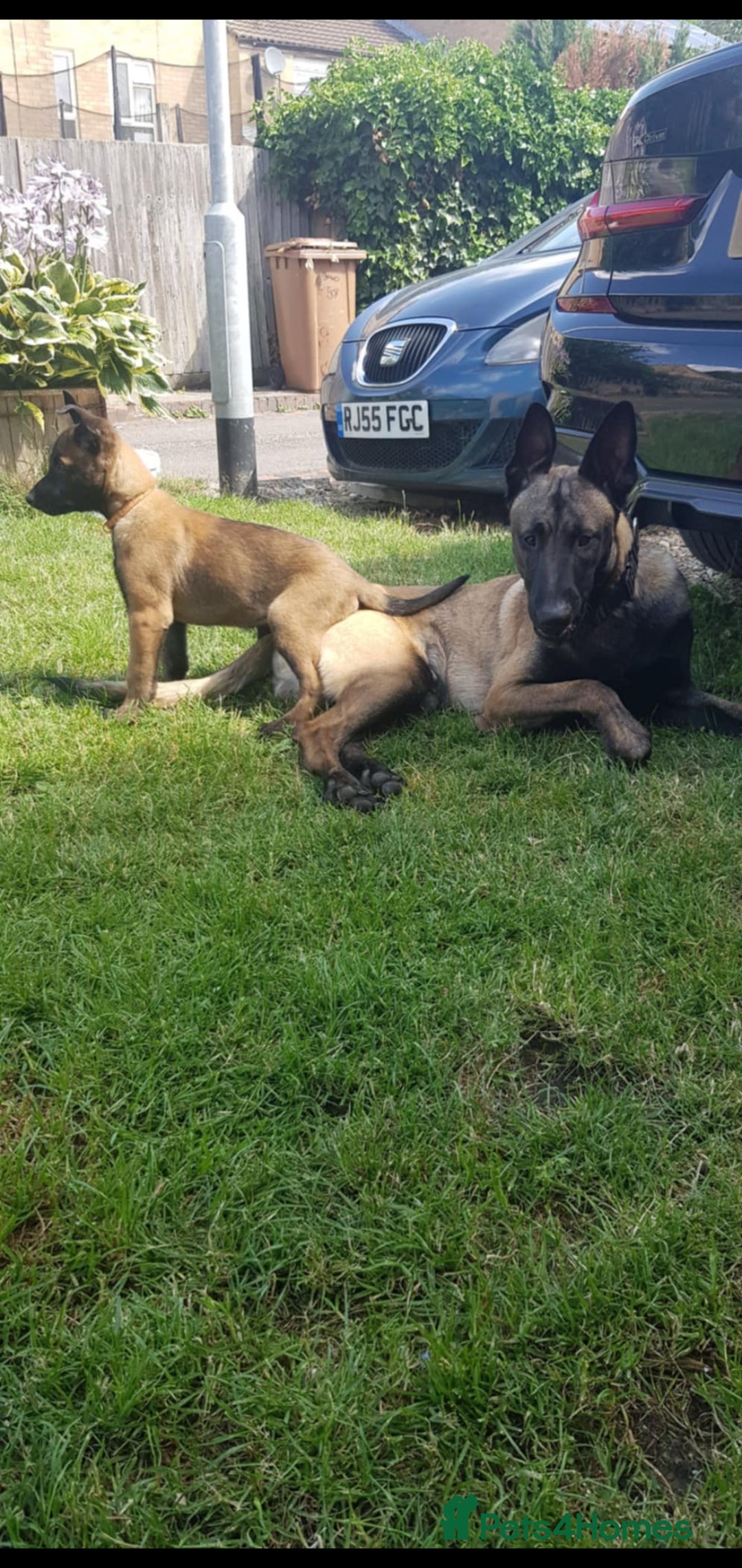 Belgian Shepherd Dog dogs for sale: Belgian Malinois.1girl and 1 boy left.Reduced £ in Peterborough - Image 18