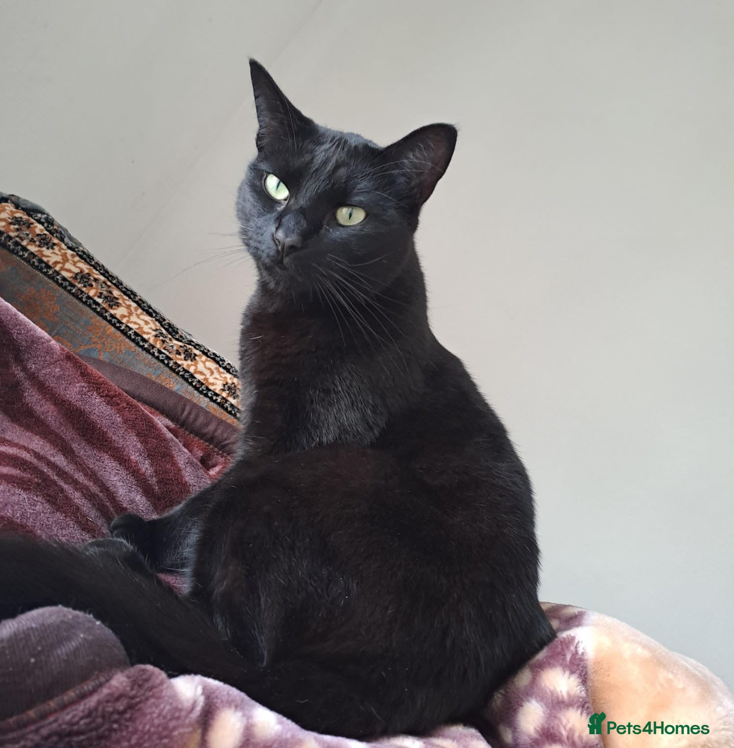 Mixed Breed cats Cat for SALE - Advert 1