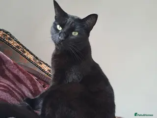 Mixed Breed cats Cat for SALE - Advert 15