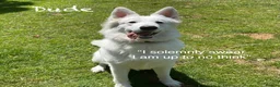 White Swiss Shepherd dogs for sale: White Swiss Shepherd Puppies 🐶 3 BOYS / 3 GIRLS - Advert 7