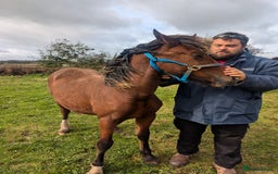 Welsh Section D horses for sale: Wpcs reg all-rounder colt. - Image 2