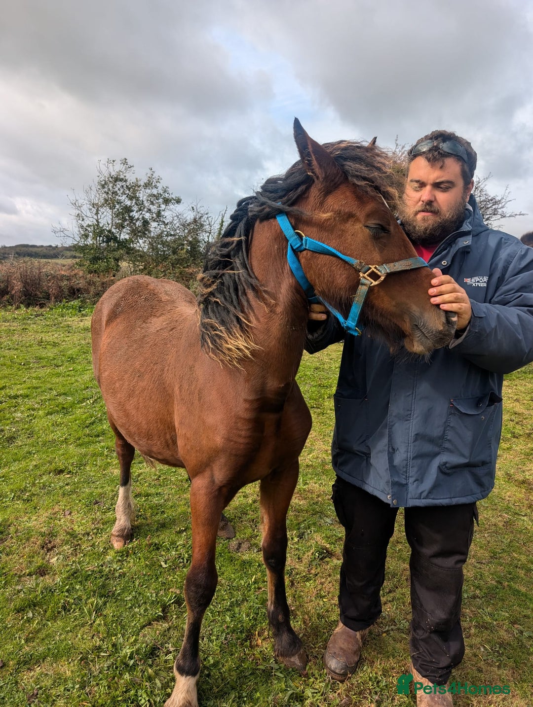 Welsh Section D horses for sale: Wpcs reg all-rounder colt. - Image 2