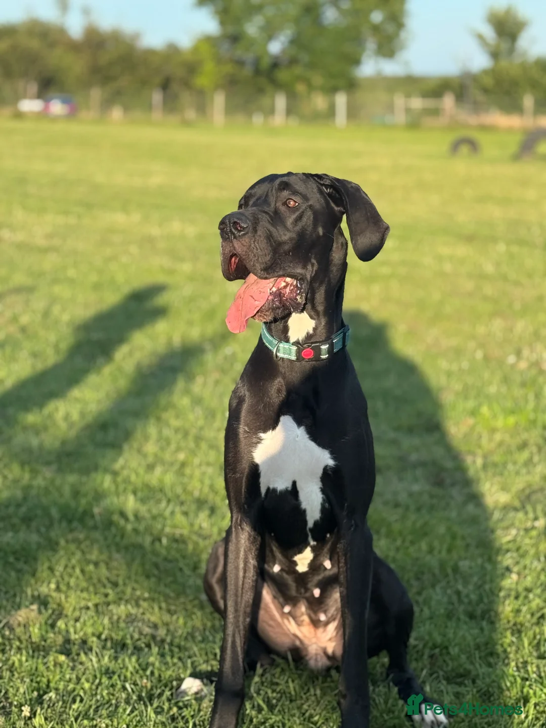 Great Dane dogs for sale: KC registered Great Dane pups due soon. - Advert 3
