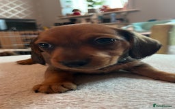 Dachshund dogs for sale: Dachshund puppies for sale - Image 12