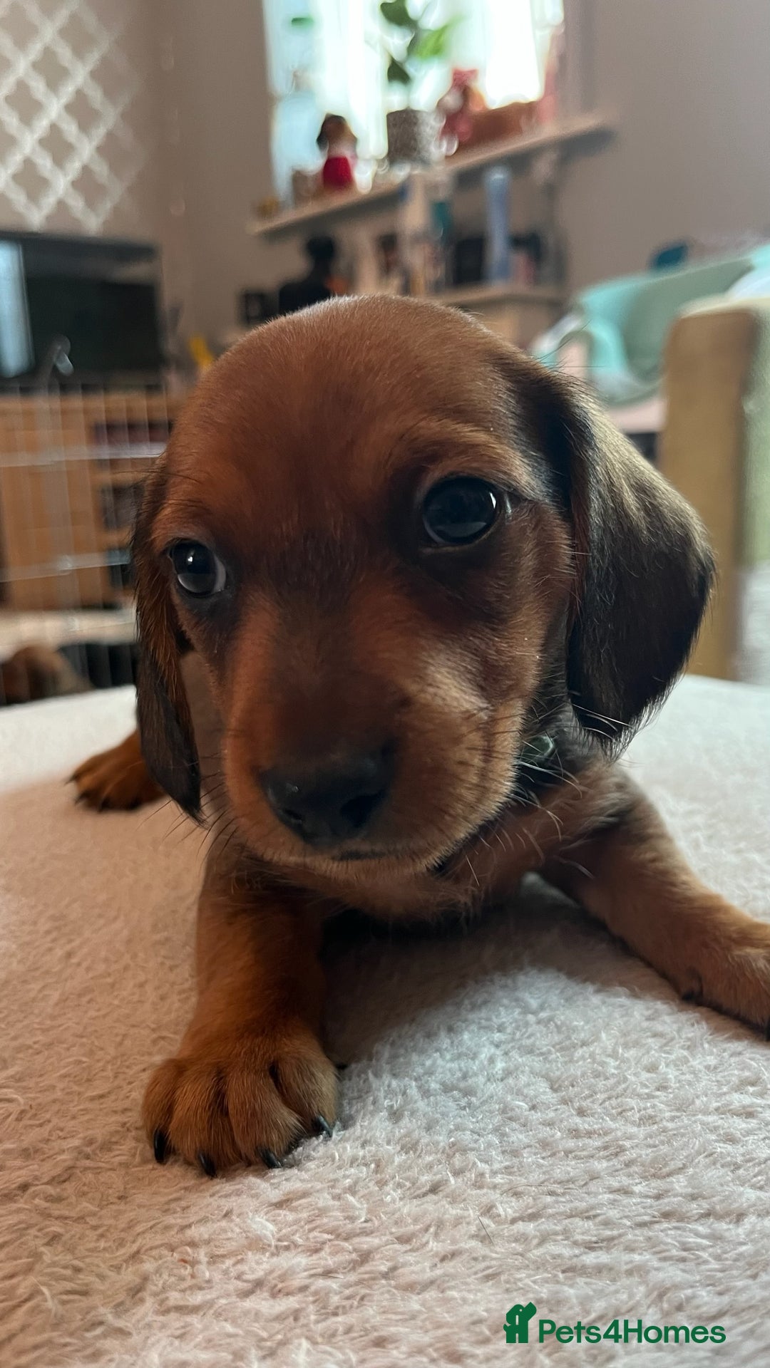 Dachshund dogs for sale: Dachshund puppies for sale - Image 12