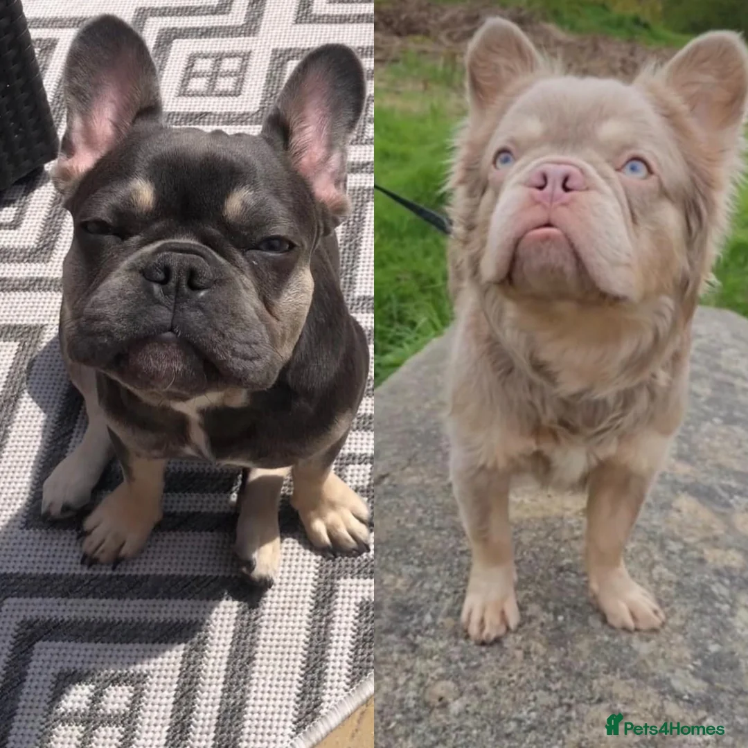 French Bulldog dogs for sale: 5 French bulldogs puppy’s  - Advert 15