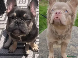 French Bulldog dogs 5 French bulldogs puppy’s - Advert 6