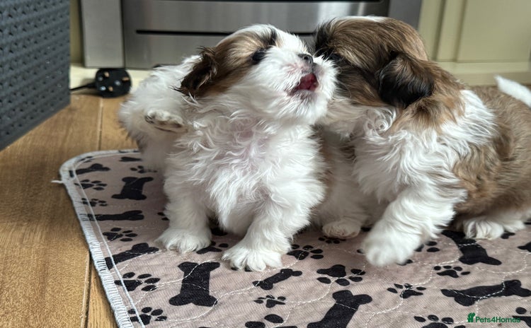 Shih Tzu dogs - Advert 6