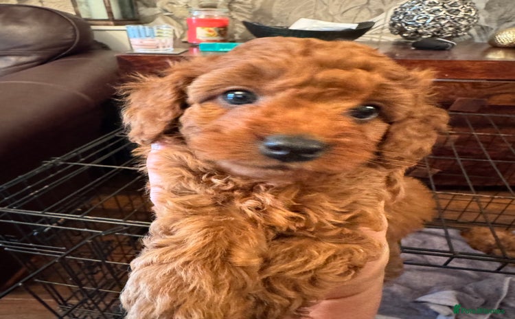 Cavapoo dogs - Advert 12