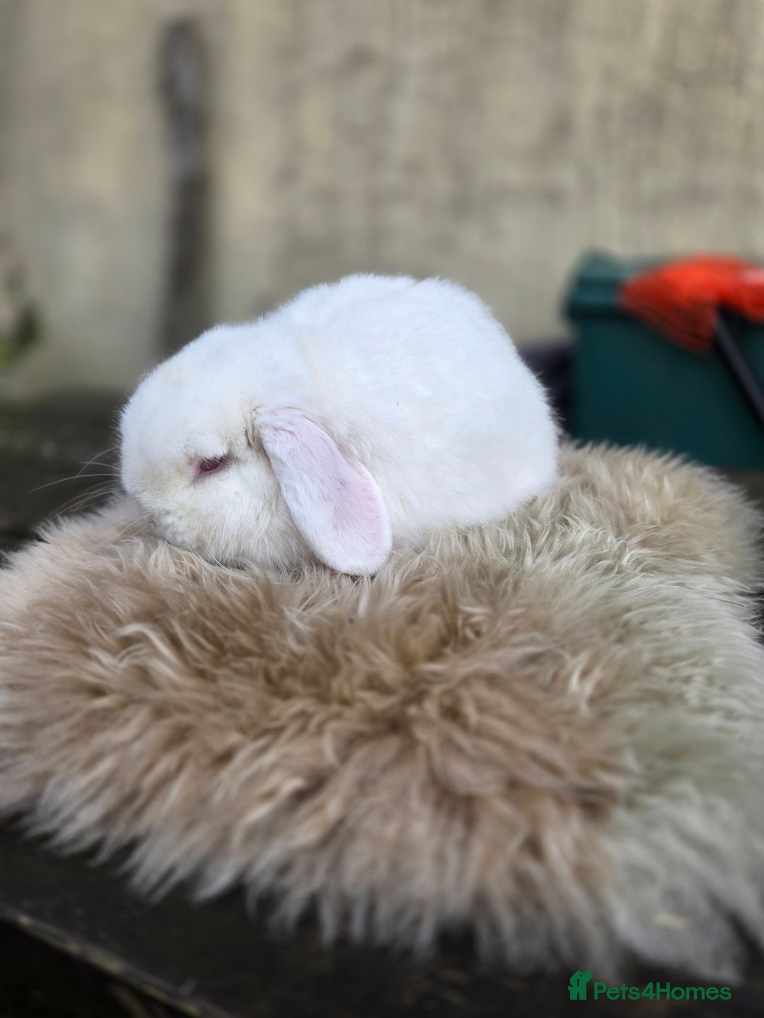 Mini Lop rabbits for sale: REW Mini Lop Buck - Image 5