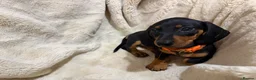 Dachshund dogs for sale: 5 beautiful bouncy Dachshund puppy’s for sale in Pontefract - Advert 4