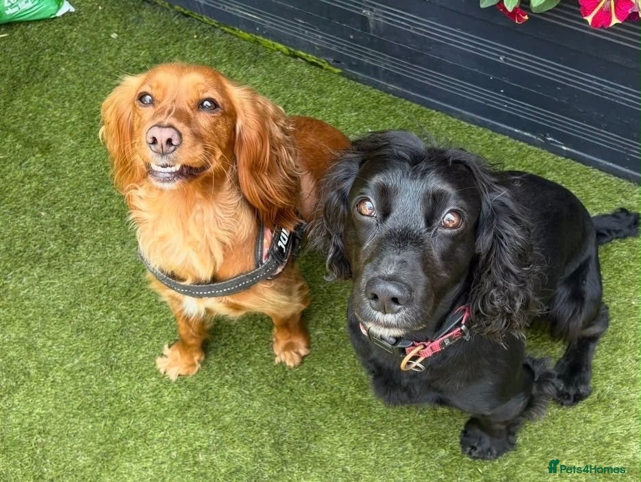Cocker Spaniel dogs 8 Week Old Cocker Spaniel Puppy  - Advert 5