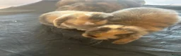 Mini Lop rabbits for sale: Mini lop Bunnies  - Advert 8
