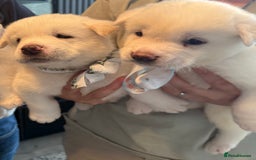 Akita dogs for sale: 4 Chunky American Akita puppies  - Image 5