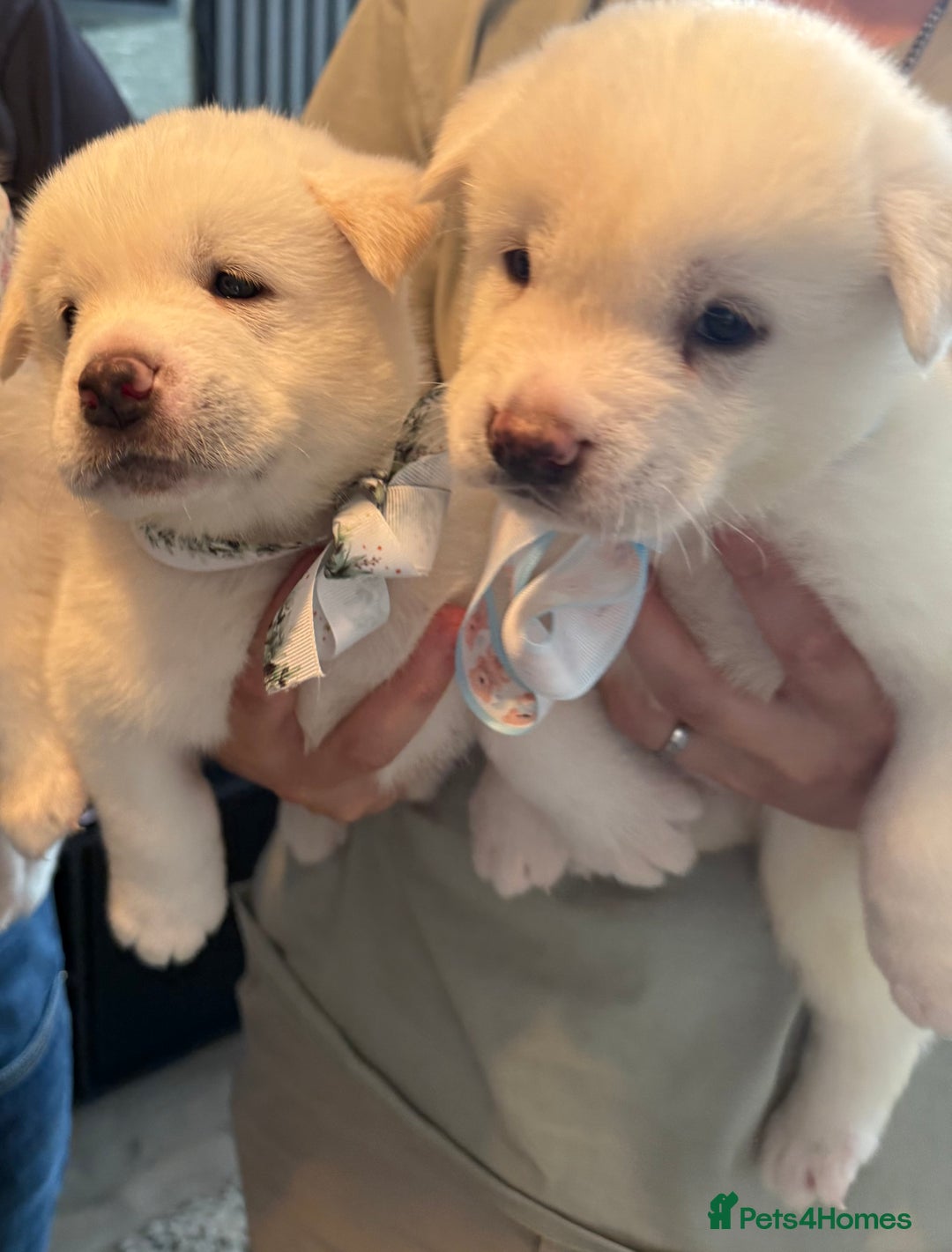 Akita dogs for sale: 4 Chunky American Akita puppies  - Image 5