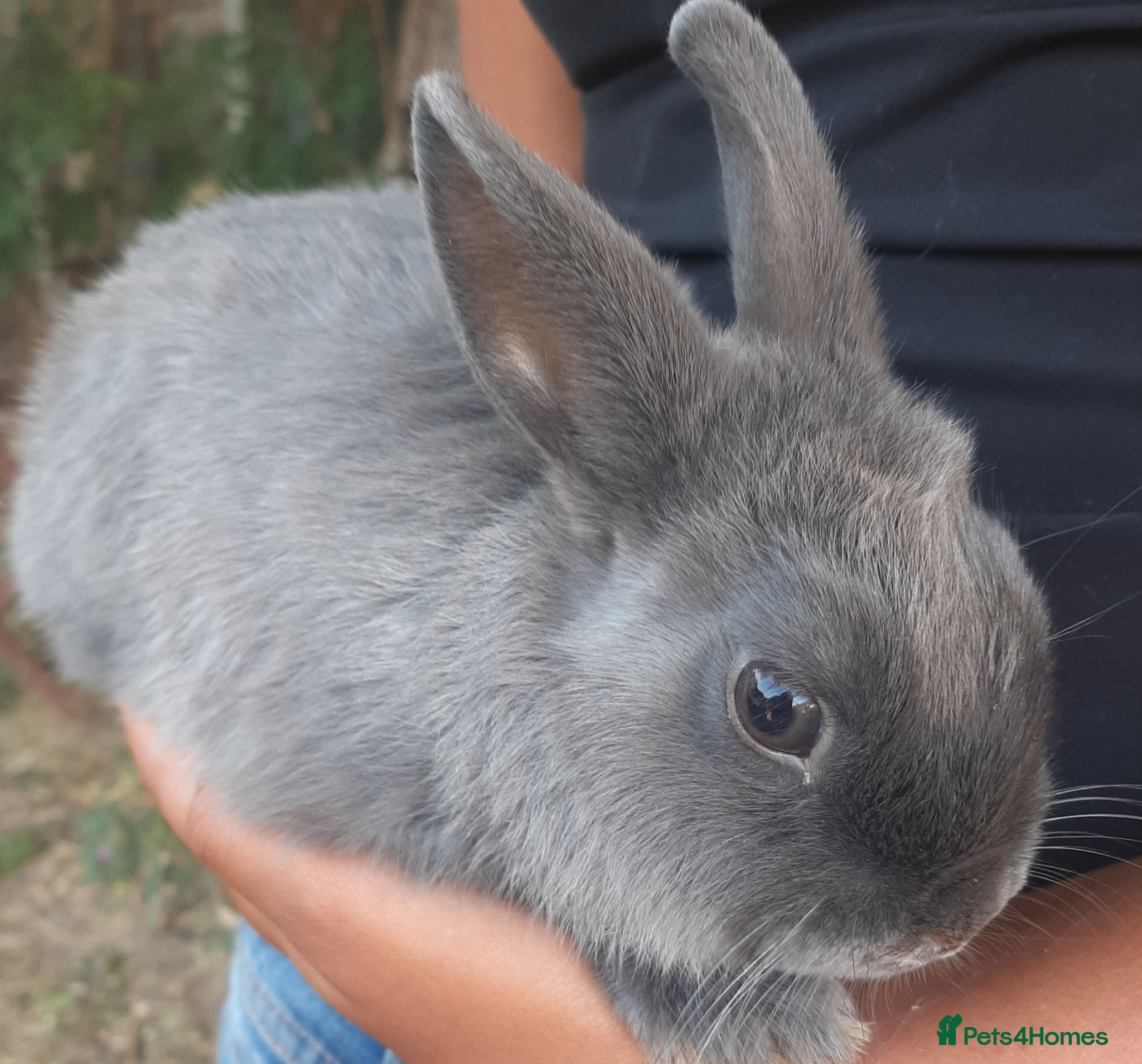 Netherland Dwarf rabbits Gorgeous Netherland Dwarf bunnies - Advert 2