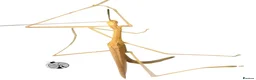 Stick Insects invertebrates for sale: X5 PINK WINGED STICK INSECTS happy to ship :)  - Advert 3