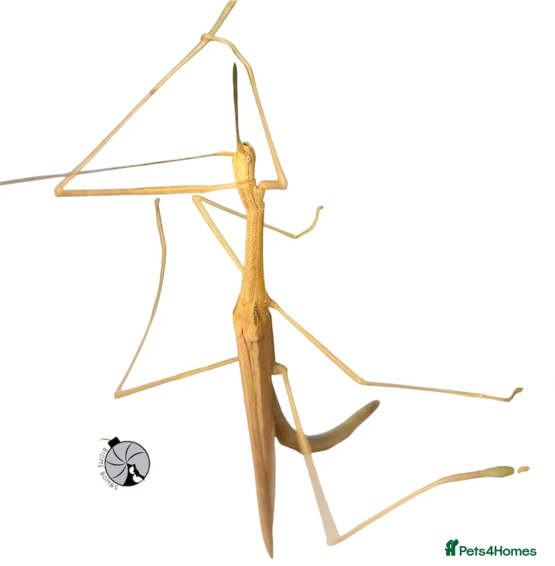 Stick Insects invertebrates for sale: X5 PINK WINGED STICK INSECTS happy to ship :)  - Advert 3