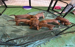 Irish Terrier dogs for sale: Irish Terrier Puppies - Image 7