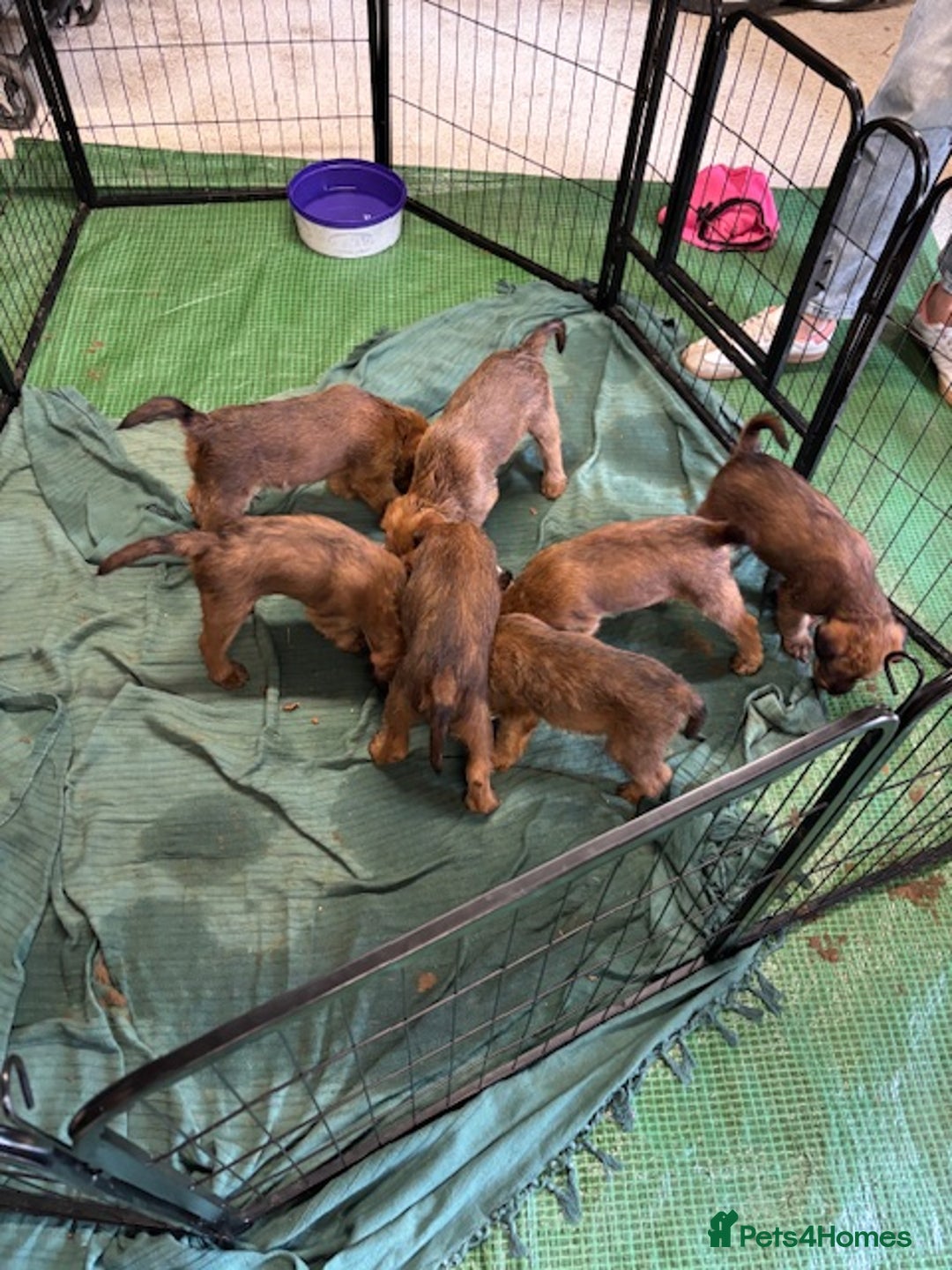 Irish Terrier dogs for sale: Irish Terrier Puppies - Image 7