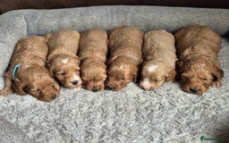 Cockapoo dogs for sale: Beautiful litter of 6 cockapoos - Image 11